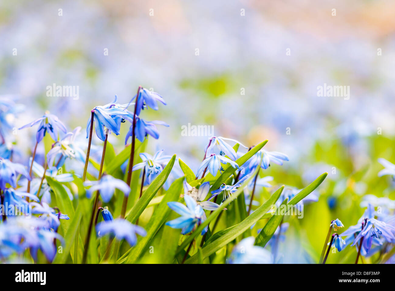 Frühling-Hintergrund mit frühen blaue Blumen Glory-of-the-snow und Kopie Platz für text Stockfoto
