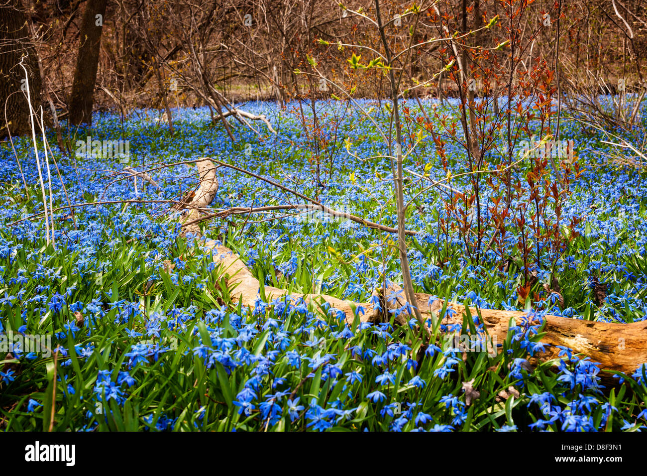 Ein Teppich aus frühen Frühling blaue Blumen Glory-of-the-snow blühen in Hülle und Fülle auf Waldboden. Ontario, Kanada. Stockfoto