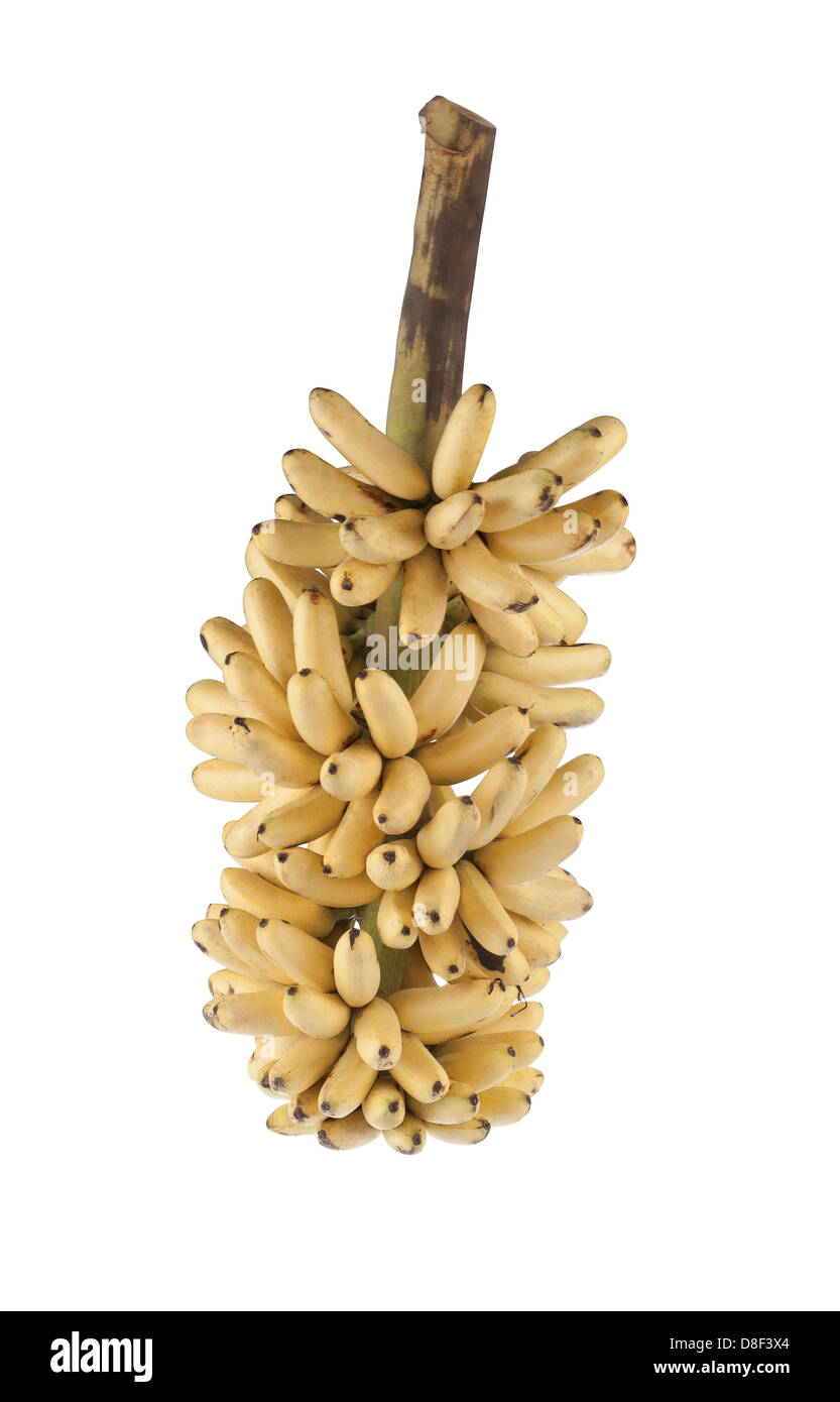 Eine Reihe von Reife Bananen Stockfoto