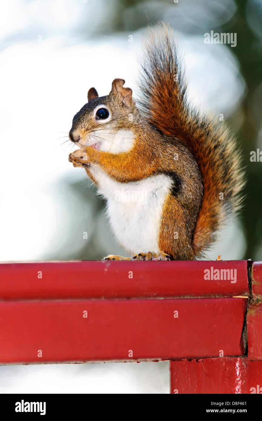 Baum-Eichhörnchen Essen Mutter sitzen auf roten Holzgeländer Stockfoto