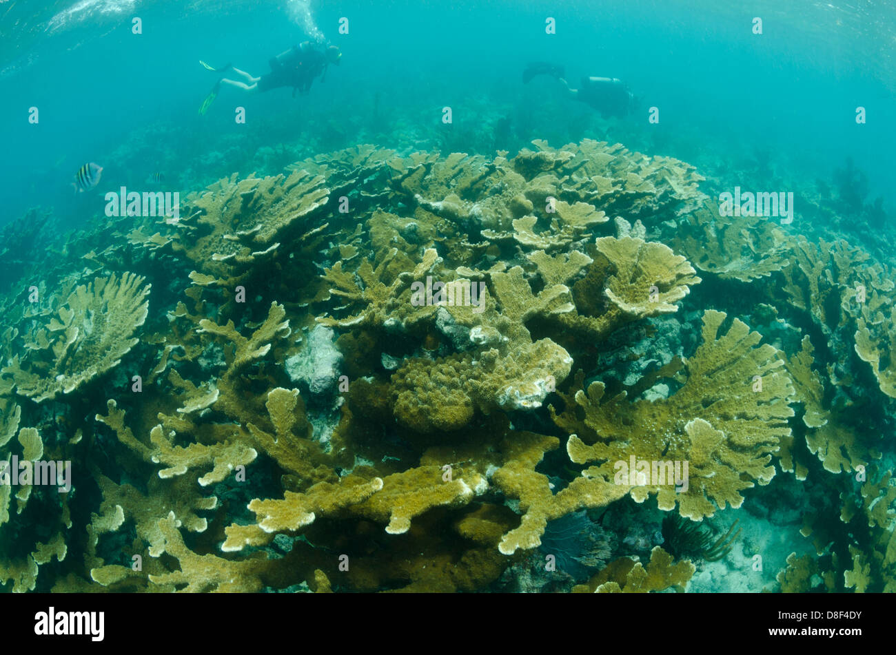 Taucher schwimmen über eine massive Ausdehnung der Elkhorn Koralle Stockfoto