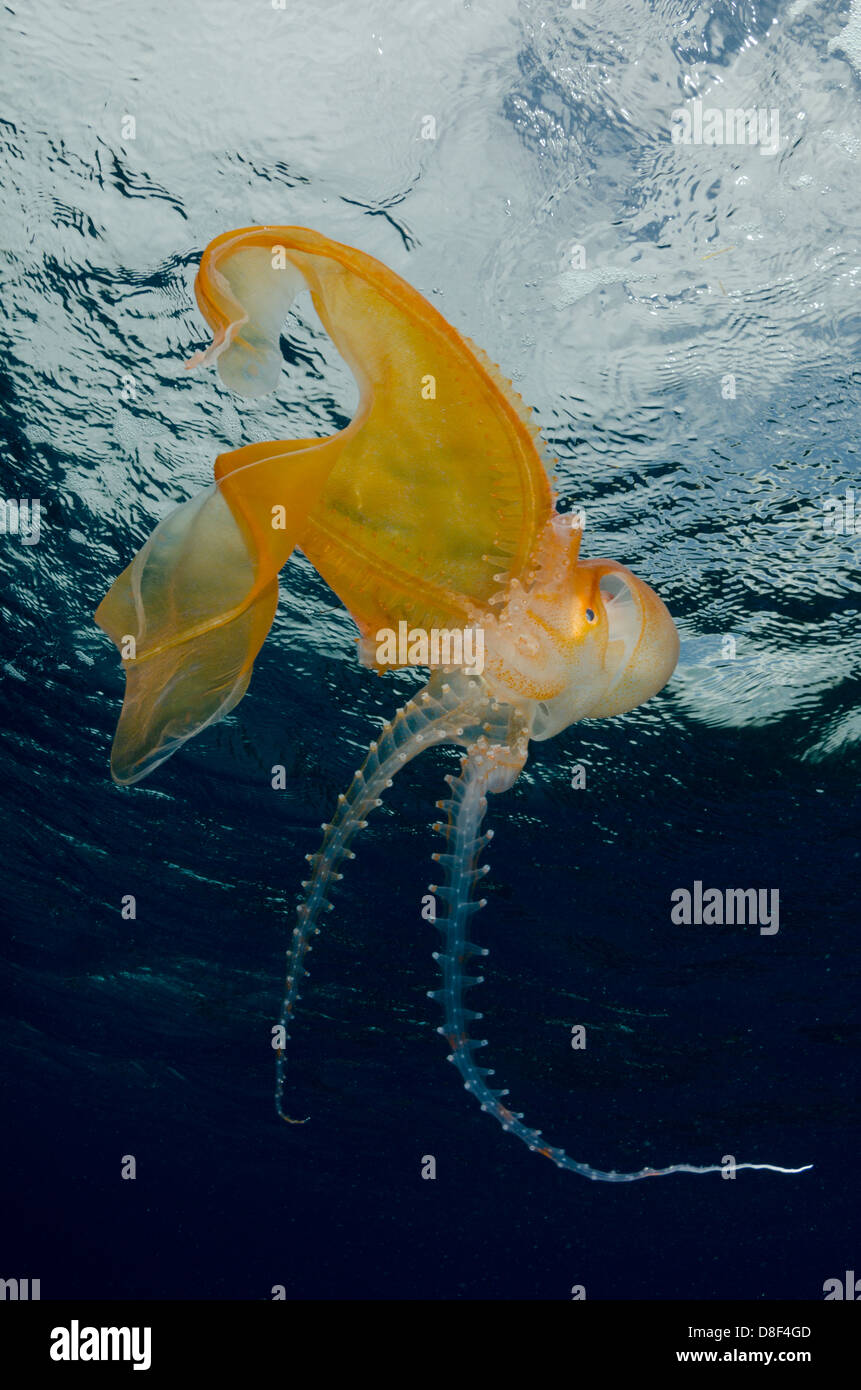 Ein Decke Oktopus schwimmt nahe der Oberfläche Stockfoto