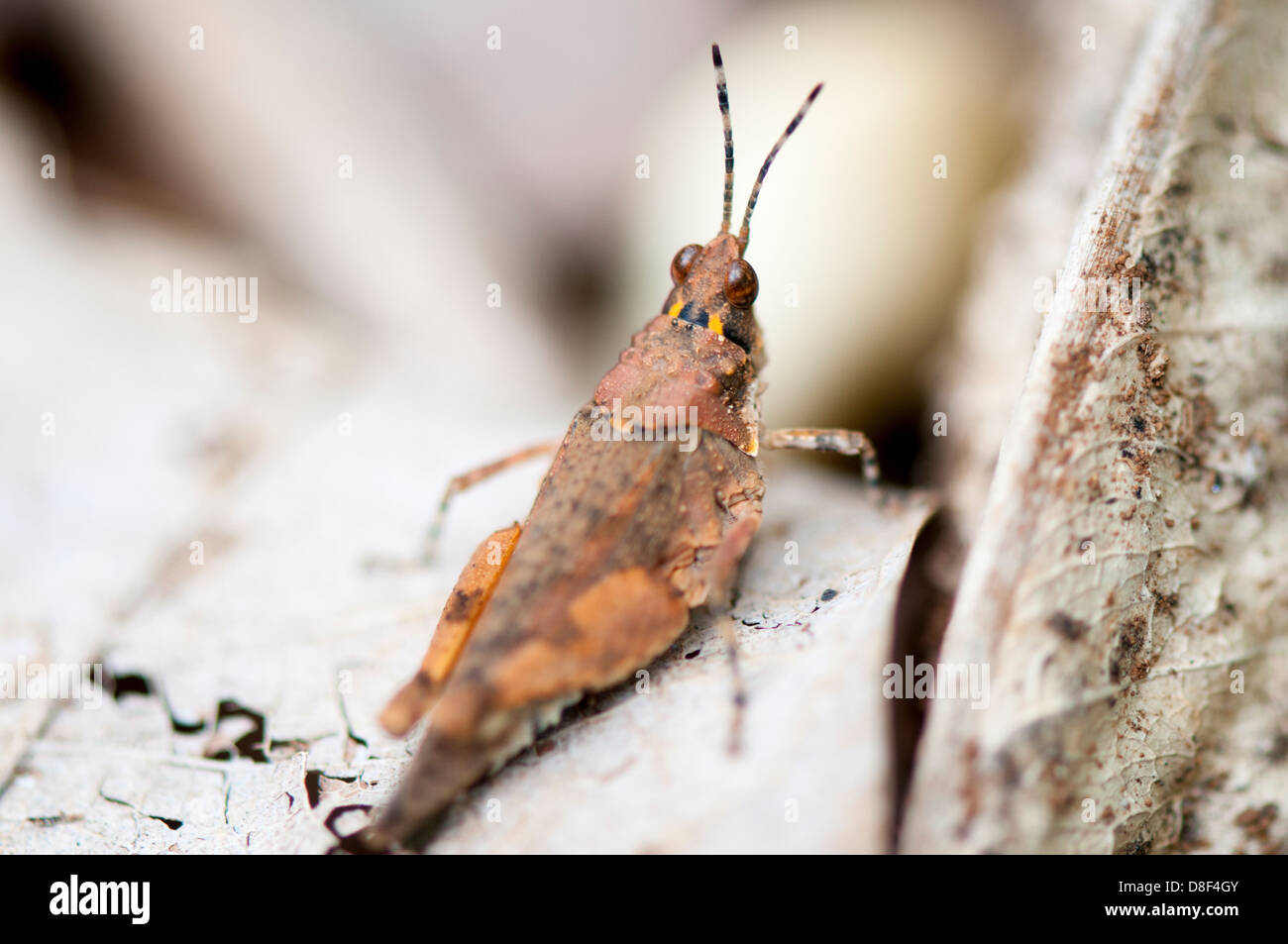 Braune Grashüpfer auf Blatt Stockfoto