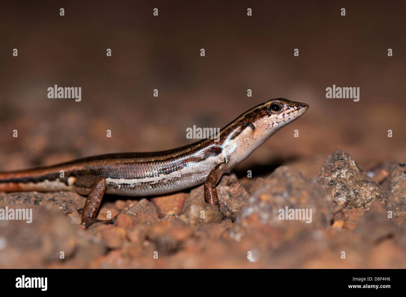 Gemeinsamen Skink hautnah Stockfoto