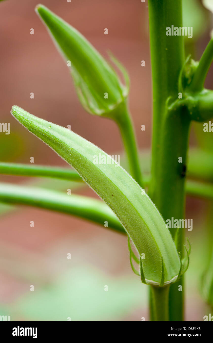Okra-Pflanze Stockfoto