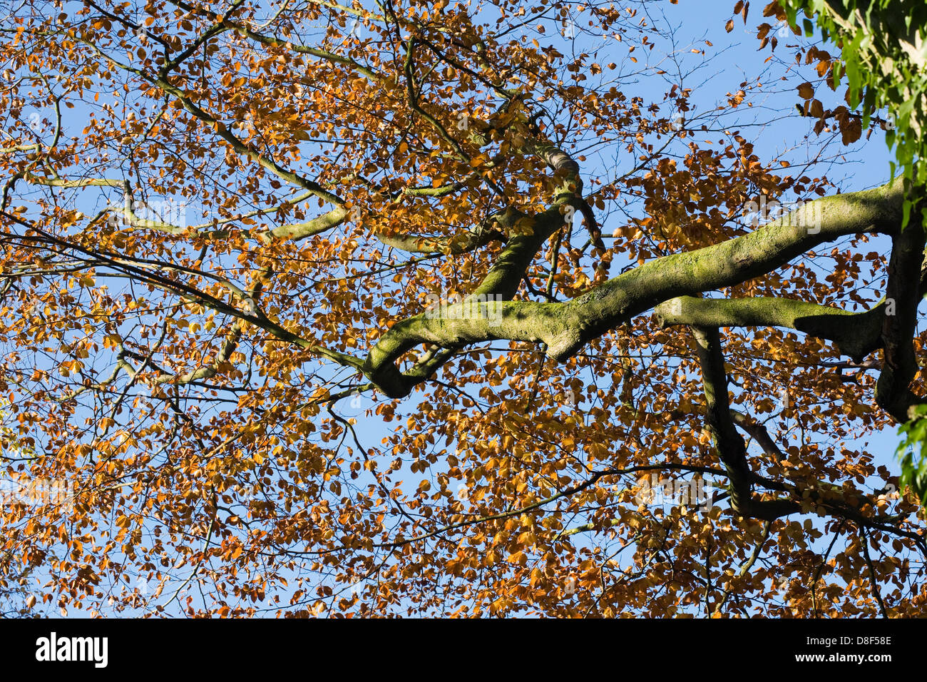 Fagus Sylvatica im Herbst. Herbstliche Sonnenlicht auf die Zweige einer Buche. Stockfoto