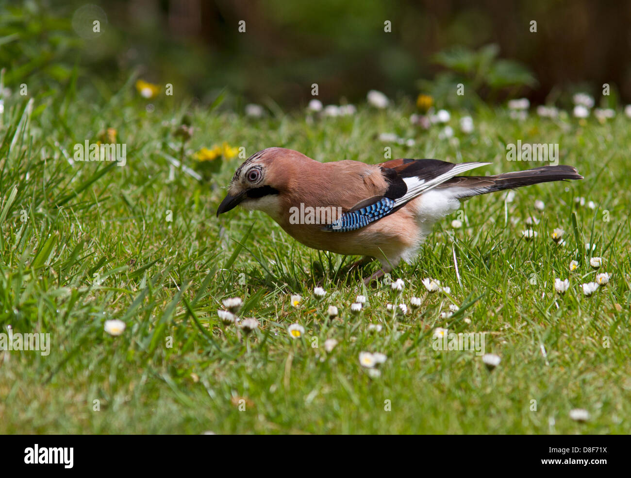 Jay auf dem Rasen. Stockfoto Jay auf dem Rasen. Stockfoto