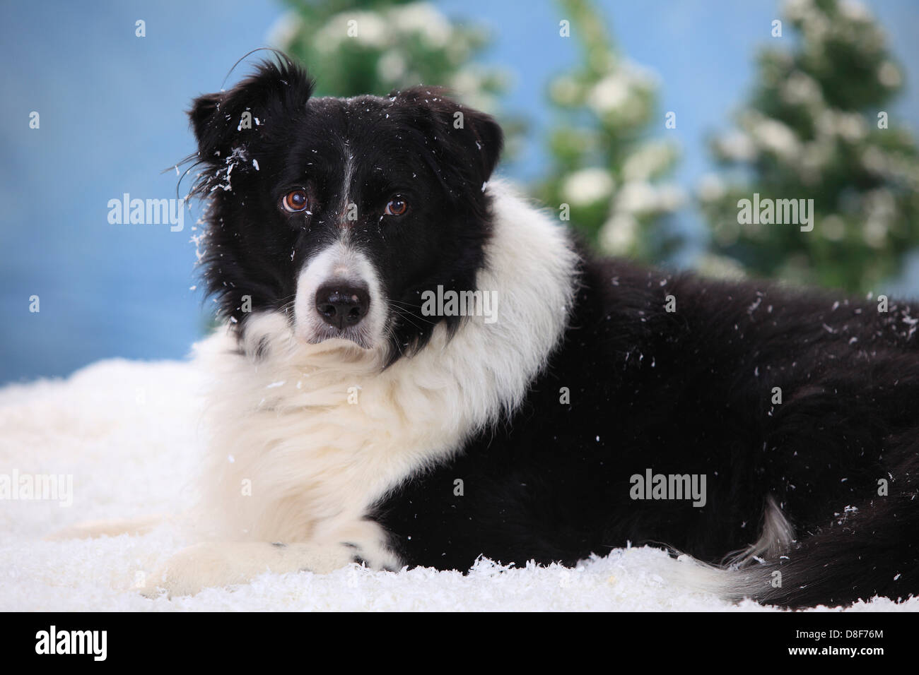 Border-Collie, 15 Jahre alt | Border Collie, Ruede, 15 Jahre Alt / Hund zu ändern Stockfoto