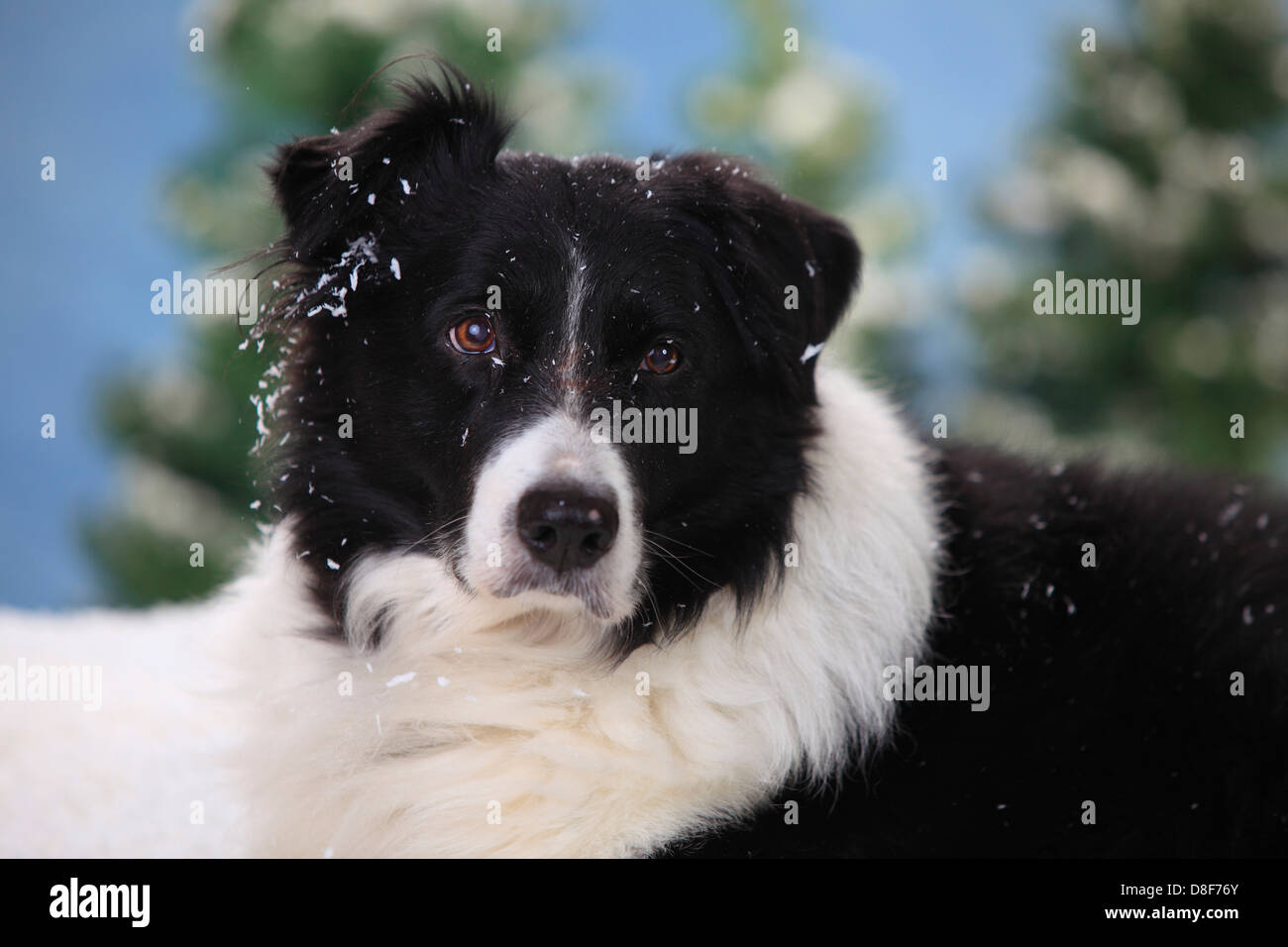 Border-Collie, 15 Jahre alt | Border Collie, Ruede, 15 Jahre Alt / Hund zu ändern Stockfoto