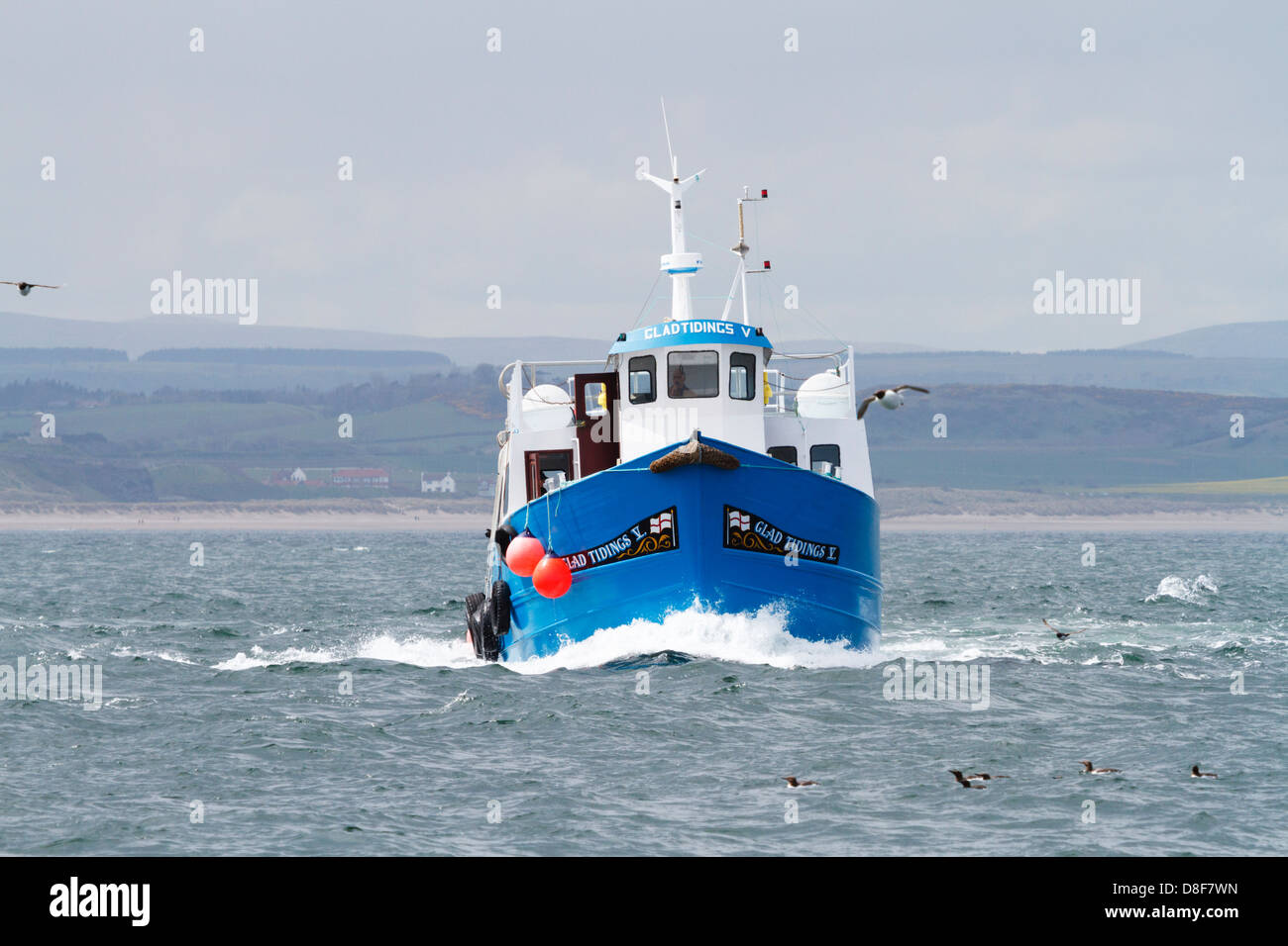 'Glad Tidings V', eines der Boote, die Ausflügler, die Farne Islands, die Brutkolonien der Seevögel. Stockfoto