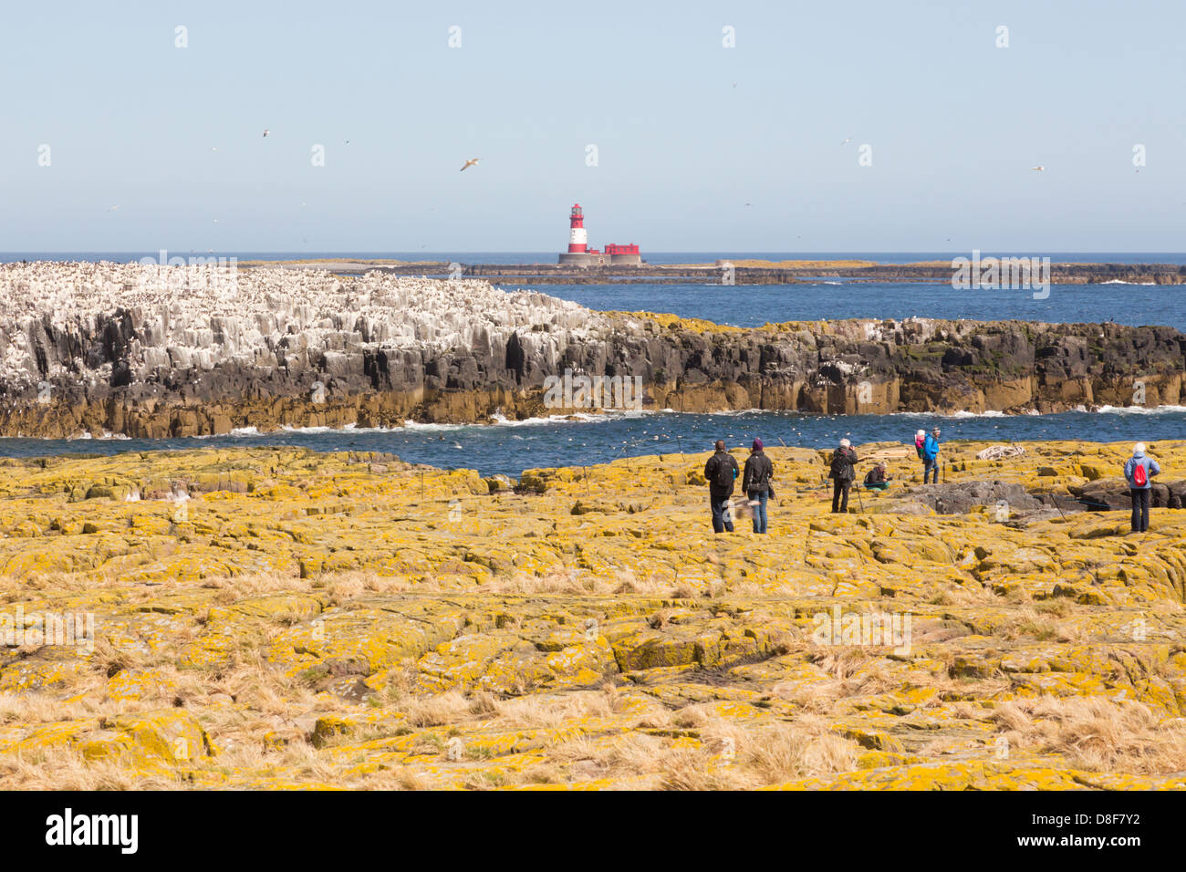 Vogelbeobachter auf Grundnahrungsmittel Insel überblicken Seevogel Brutkolonien in Richtung Longstone Leuchtturm. Stockfoto