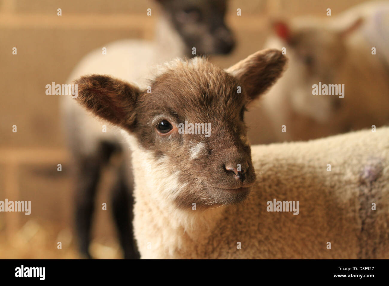 Frühlingslamm Stockfoto