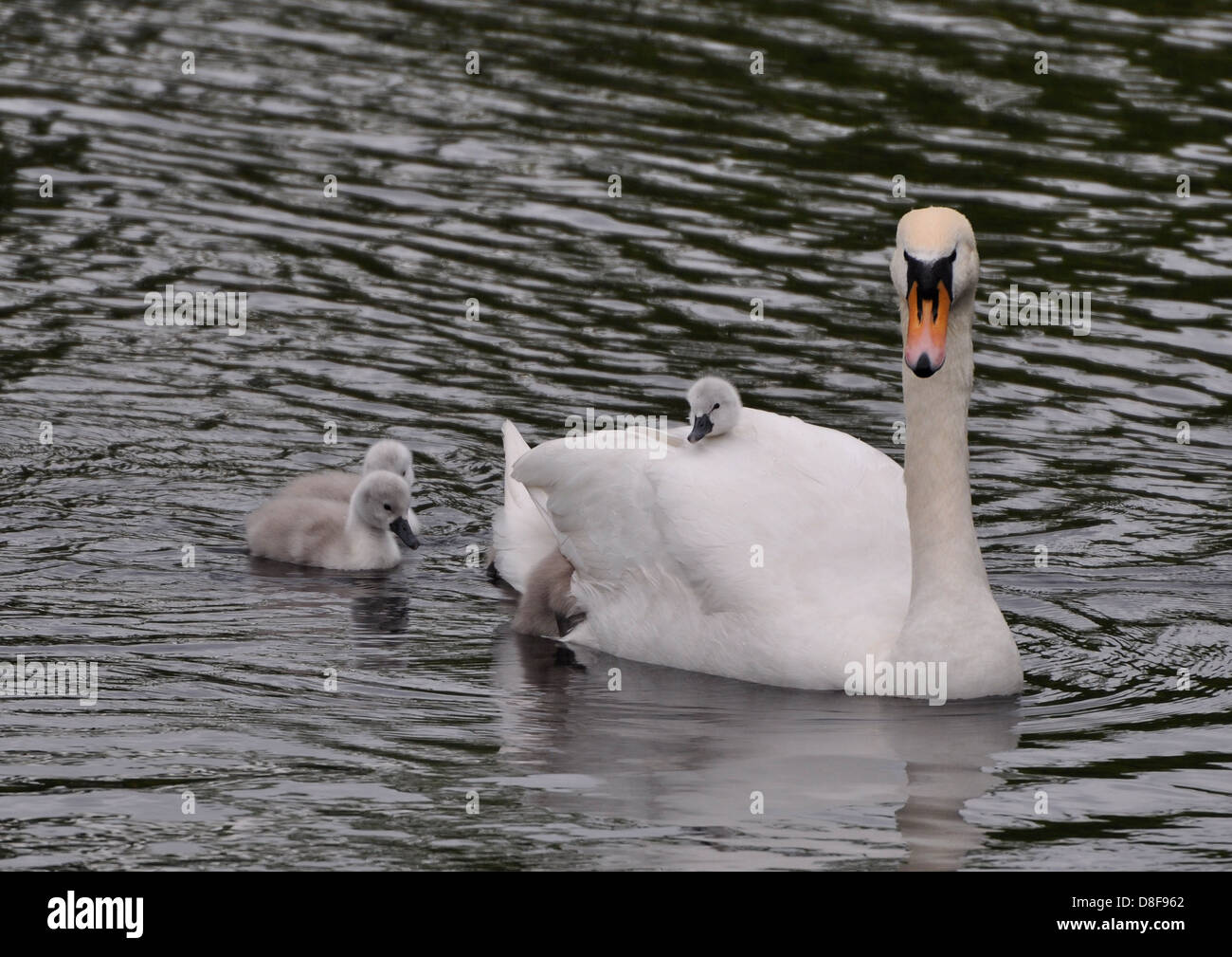 Mutter Schwan, gefolgt von der Gruppe der jungen Cygnets und auf dem Rücken. Stockfoto