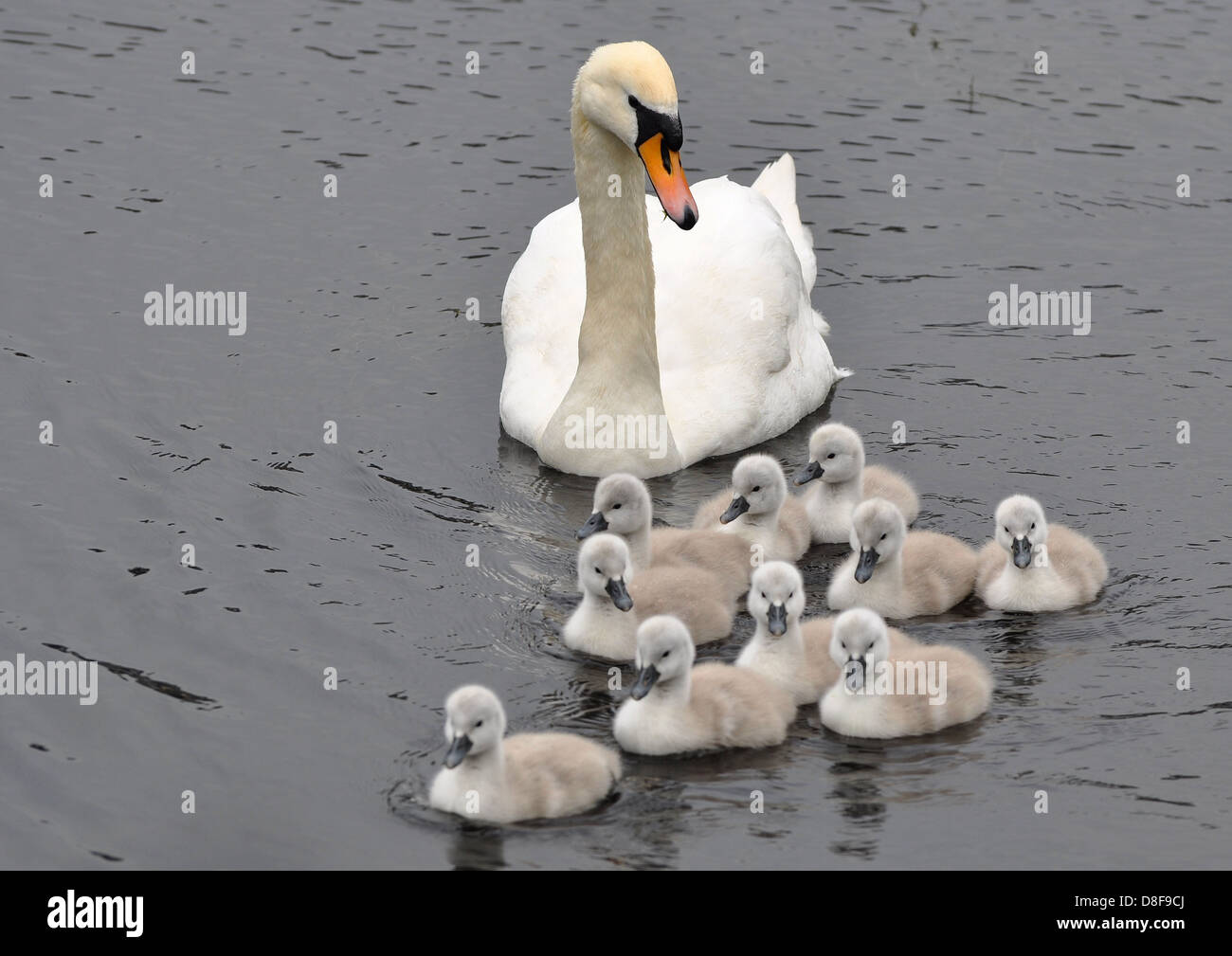 Mutter Schwan und 10 (zehn) Cygnets. Stockfoto