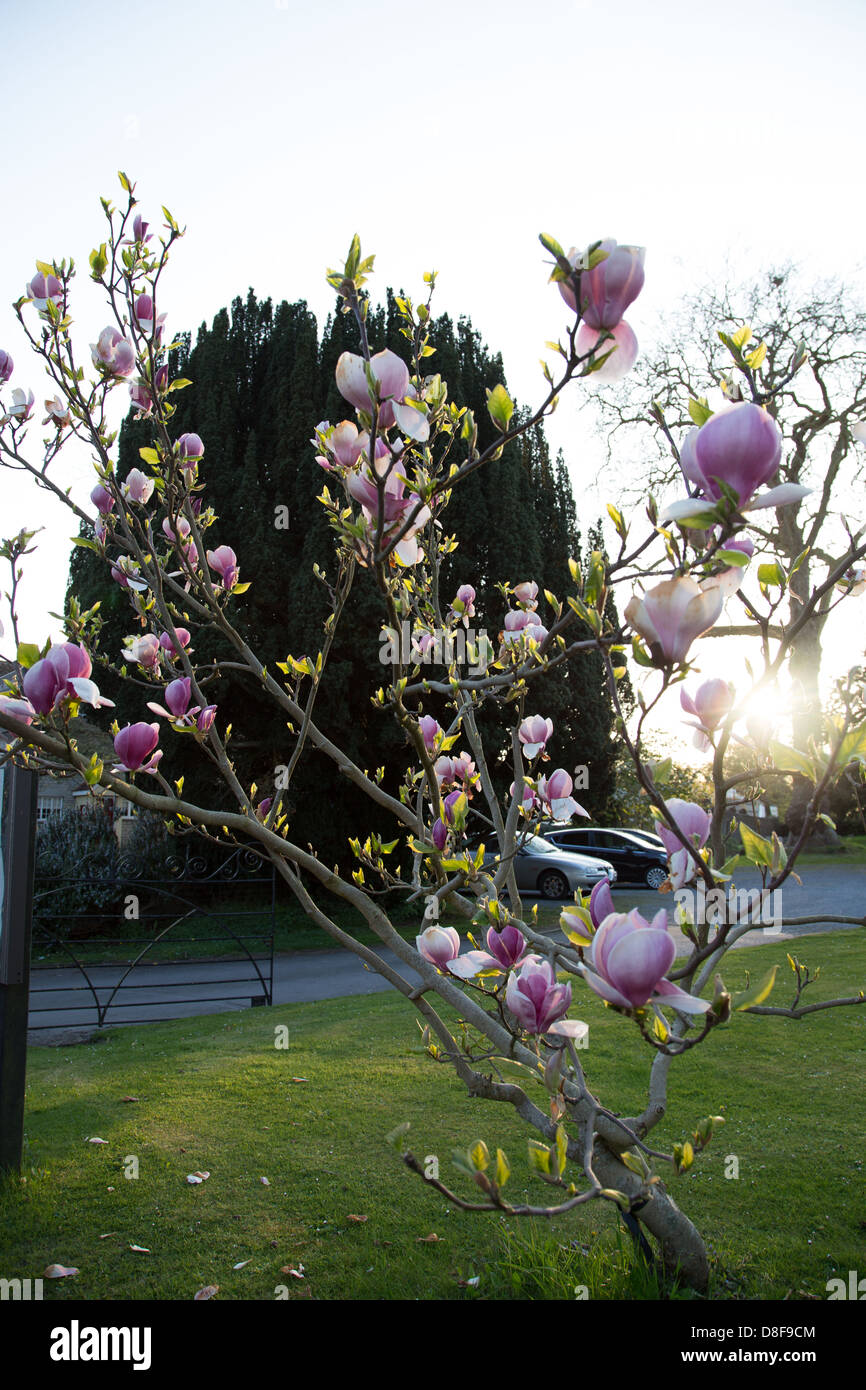 Magnolie zeigt atemberaubende rosa Frühling blühen in Glastonbury Stockfoto