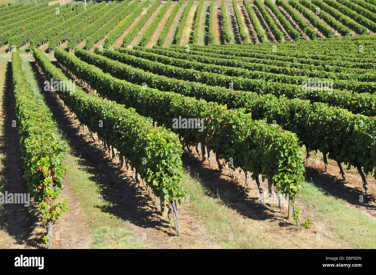 WEINBAU Stockfoto