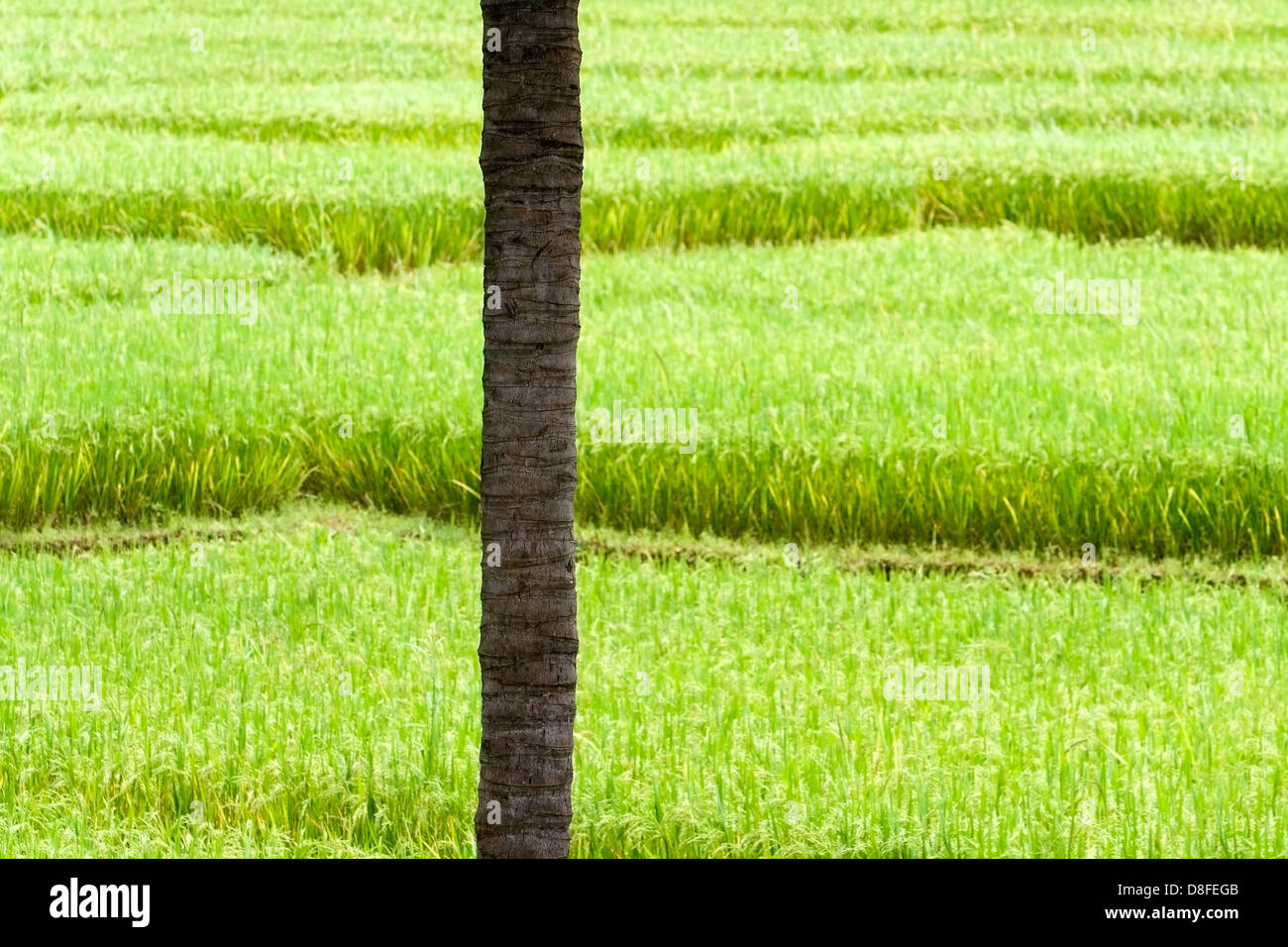 Eine üppig reichen grünen Reis Plantage mit einer Palme vor. Stockfoto