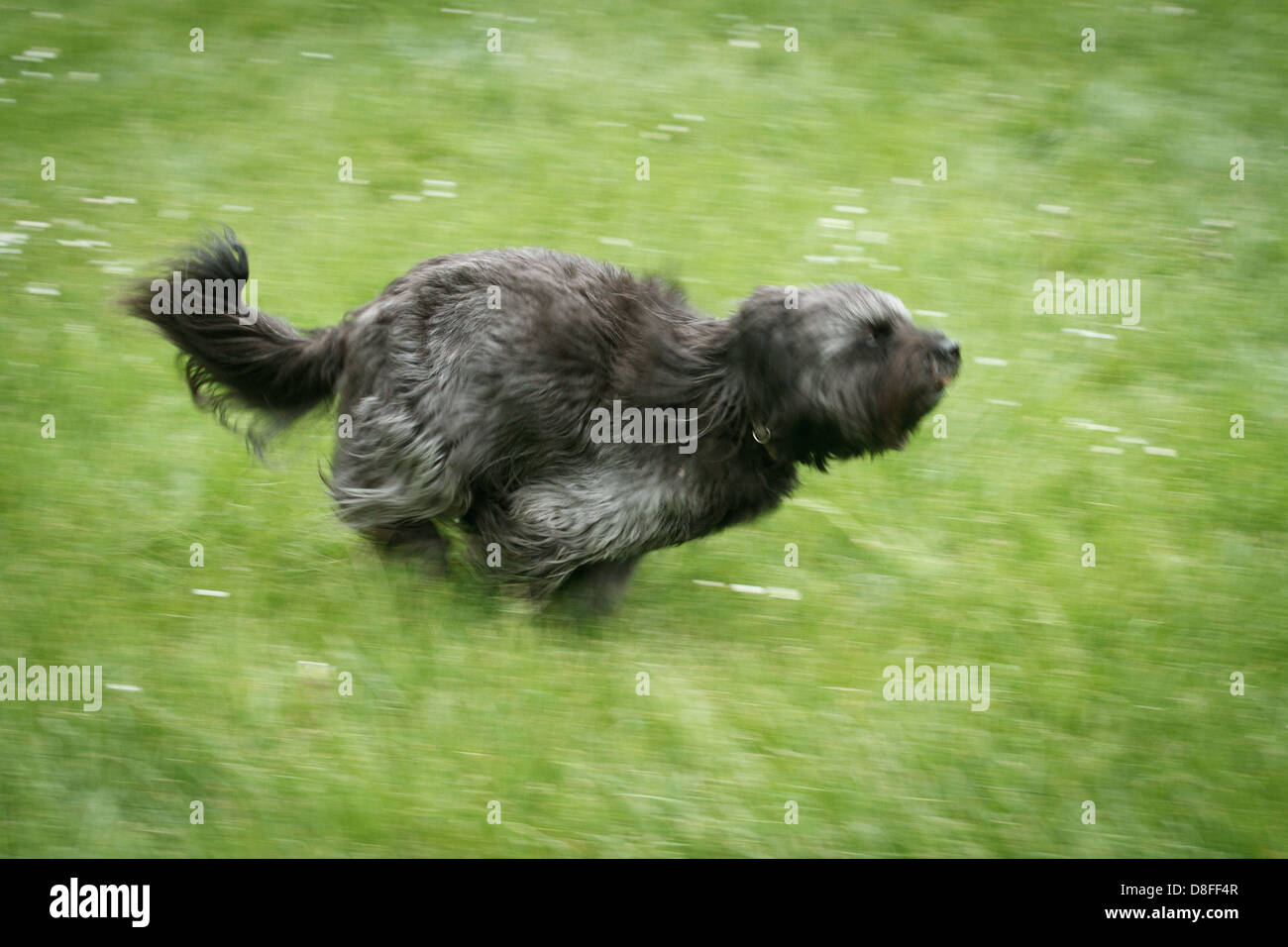 Laufender Hund Stockfoto