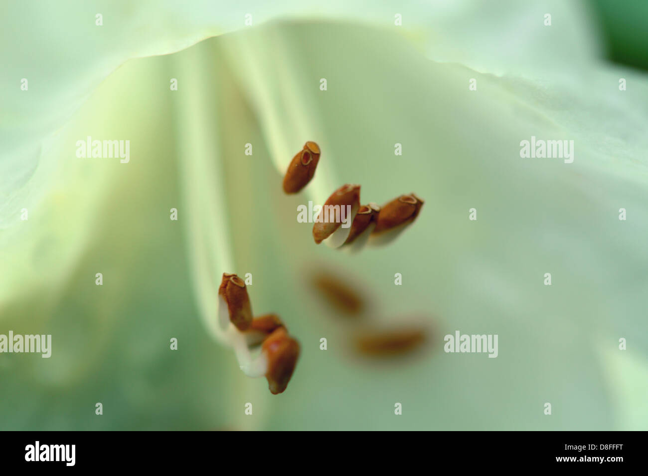 Eine sehr geringe Schärfentiefe Nahaufnahme einer einzigen weißen Tulpe im Frühjahr in England, UK Stockfoto