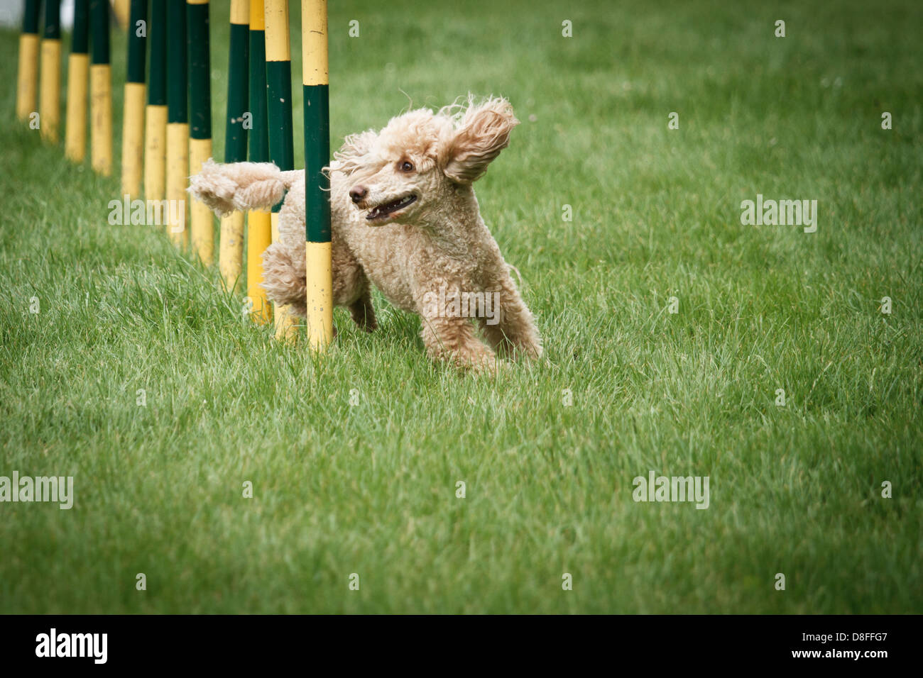 Pudelhund im Agility Wettbewerb. Stockfoto