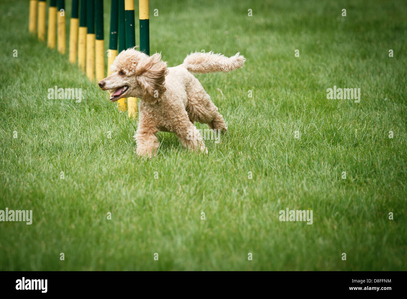 Pudelhund im Agility Wettbewerb. Stockfoto