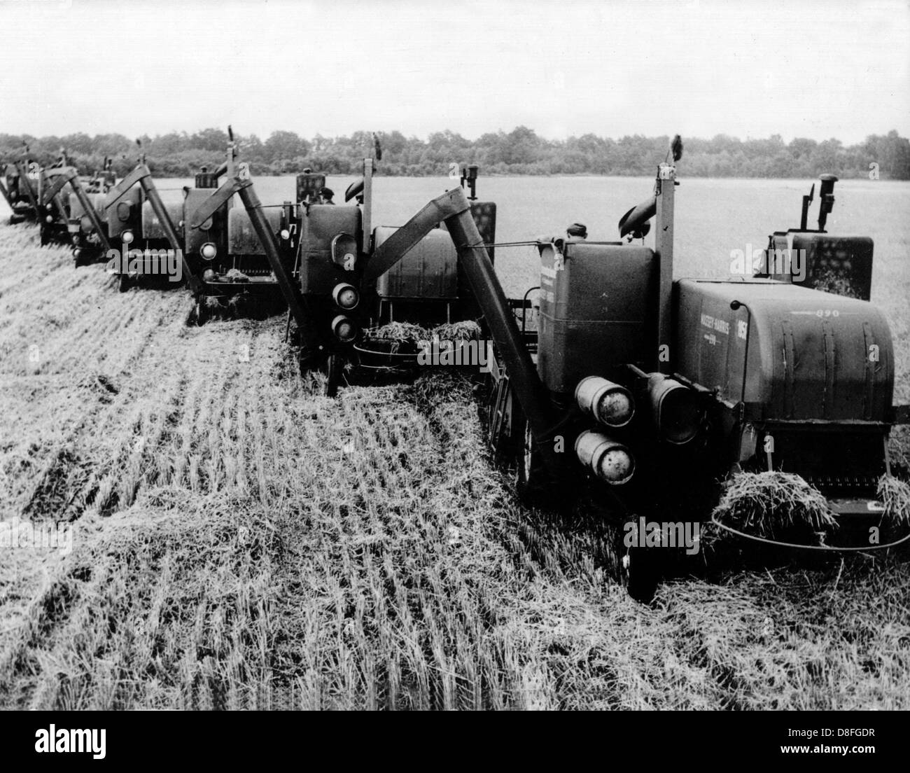 Im Sommer 1960 kombinieren sieben Erntemaschinen Erntefeldern Roggen und Hafer. Stockfoto