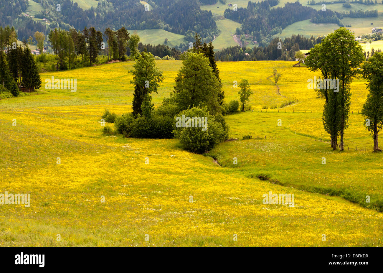 Butterblumen (Löwenzahn) in voller Blüte auf Bergwiesen in Hopfgarten, Tirol, Österreich Stockfoto