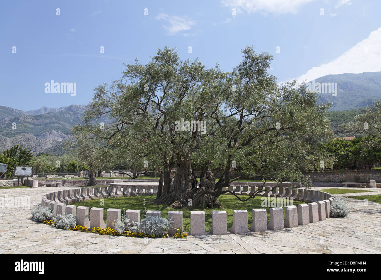 Montenegro Stari Bar (Old Bar Ruinenstadt), Mirovica, alten Olivenbaum,  Montenegro, Stari Bar Ruinenstadt Stari Bar Stockfotografie - Alamy