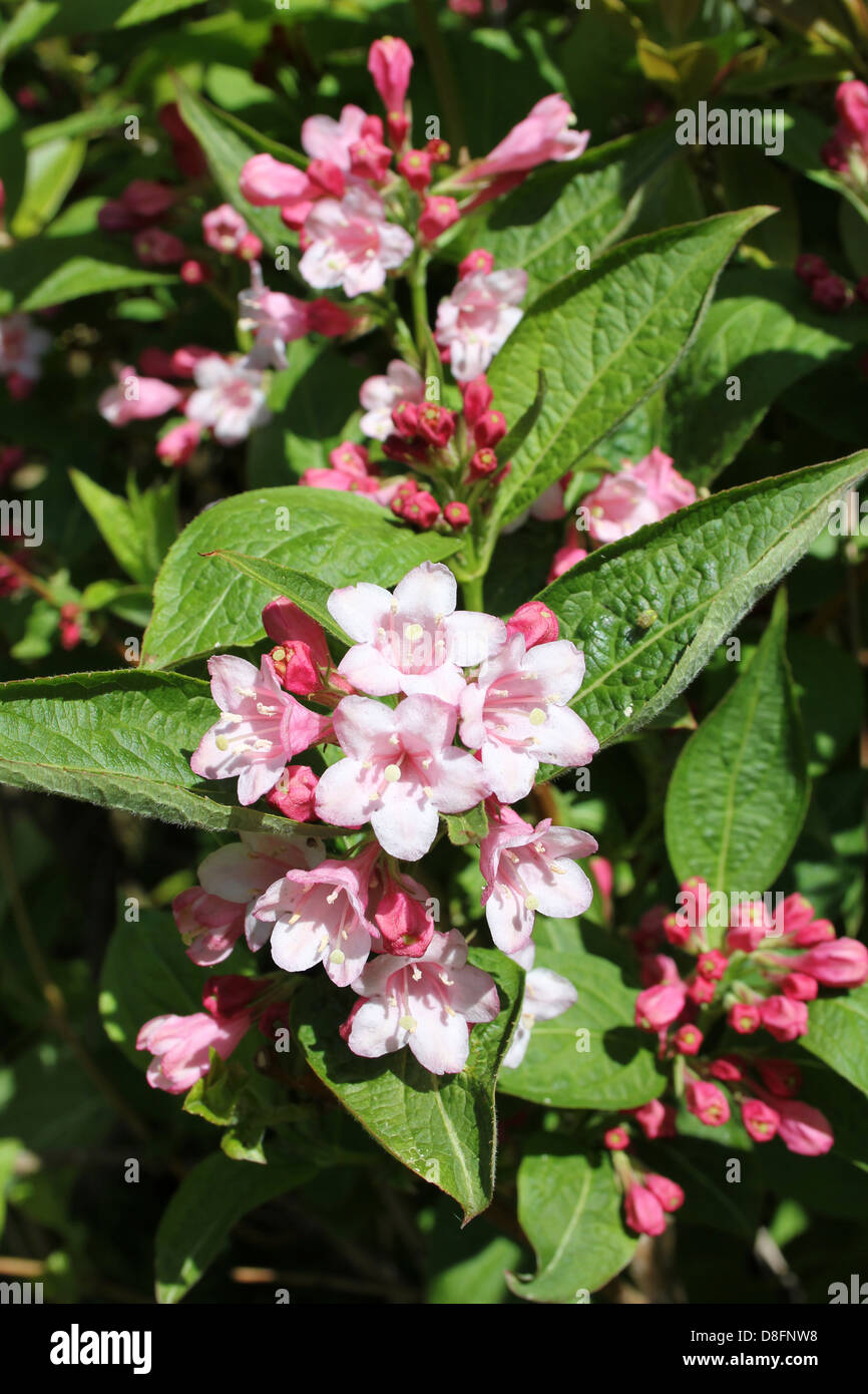 Viburnum tinus Stockfoto