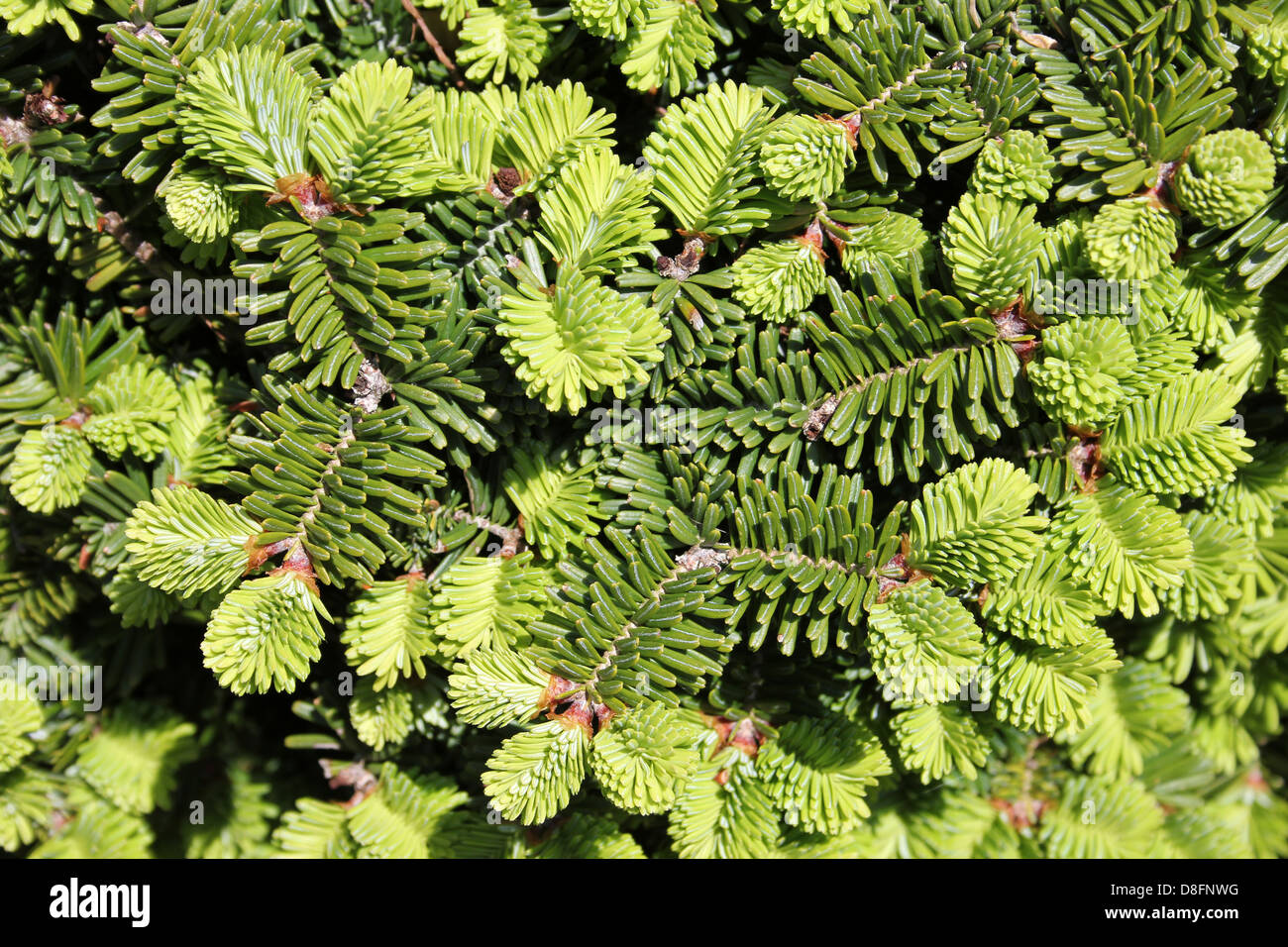 Pine Needle Details immergrünen Garten Strauch Stockfoto