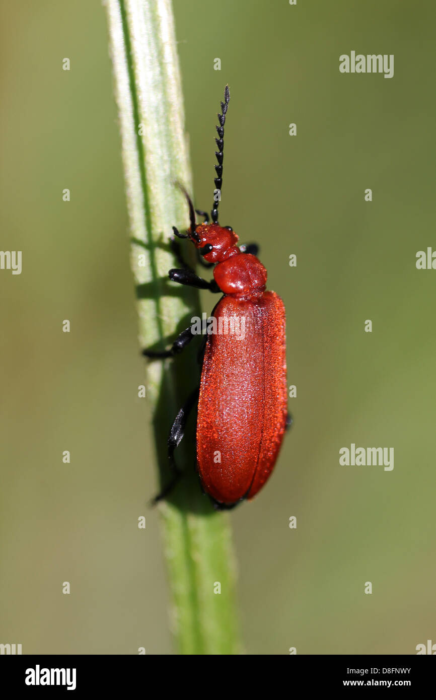 Red-headed Cardinal Beetle Pyrochroa serraticornis Stockfoto