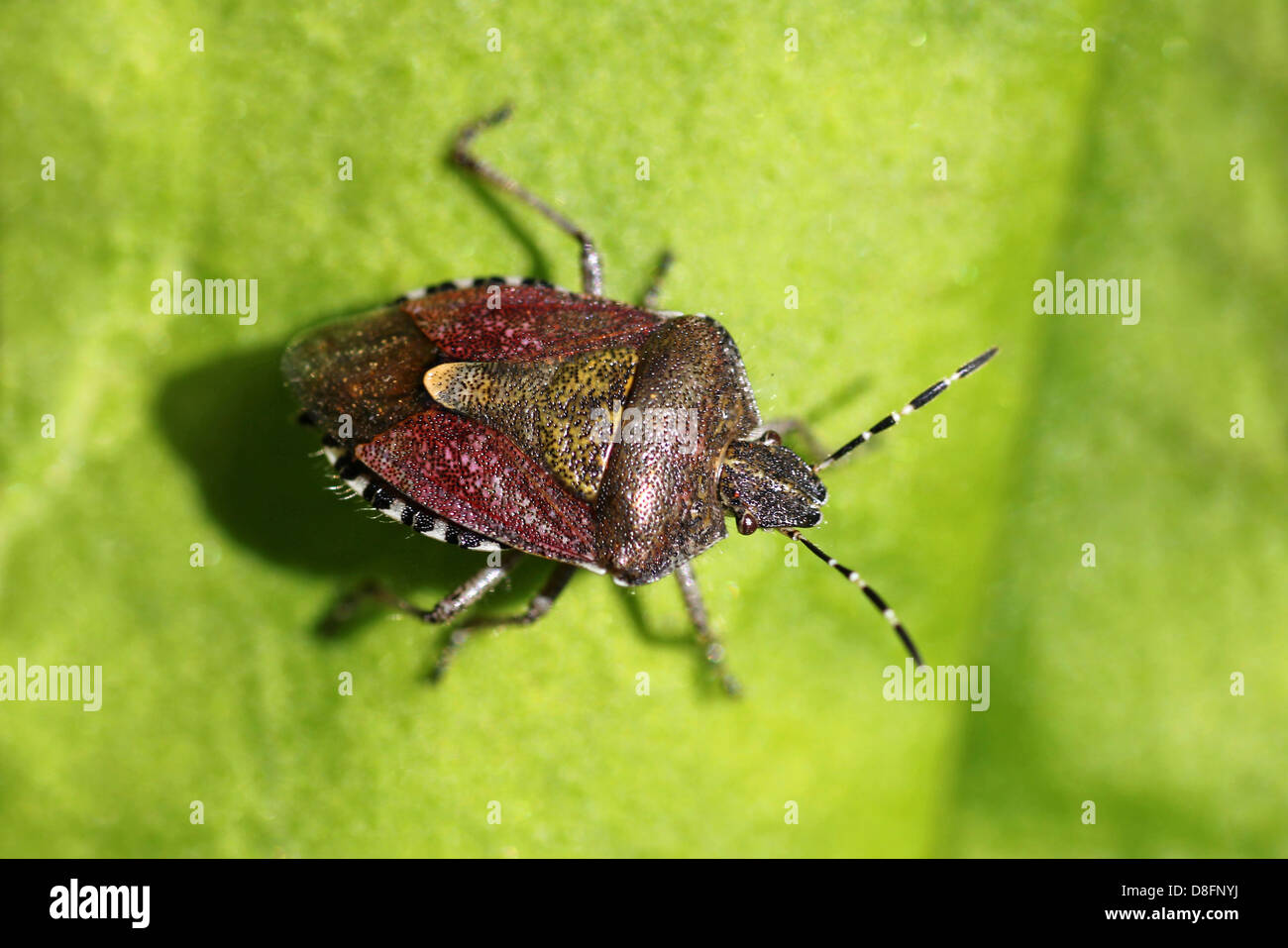 Übergeordneten Bug Elasmucha grisea Stockfoto