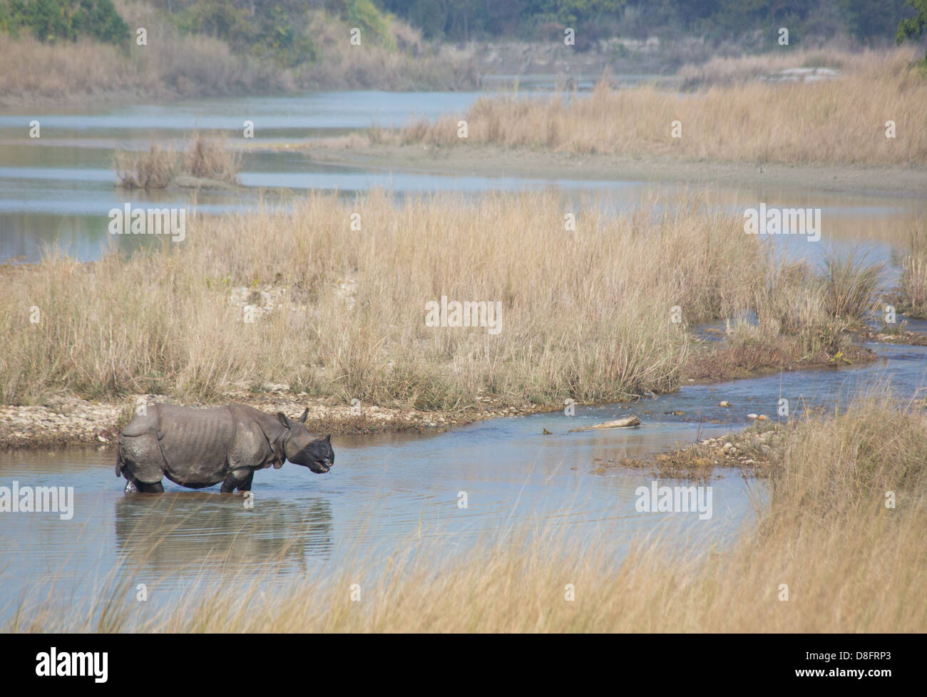 Größere einen gehörnten Nashorn Rhinoceros Unicornis, Bardia Nationalpark, Nepal Stockfoto