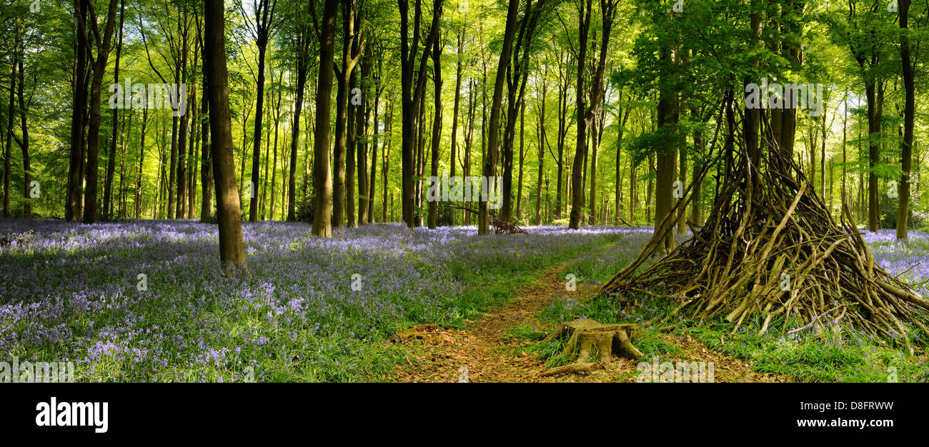 Westen Wald Glockenblumen Stockfoto