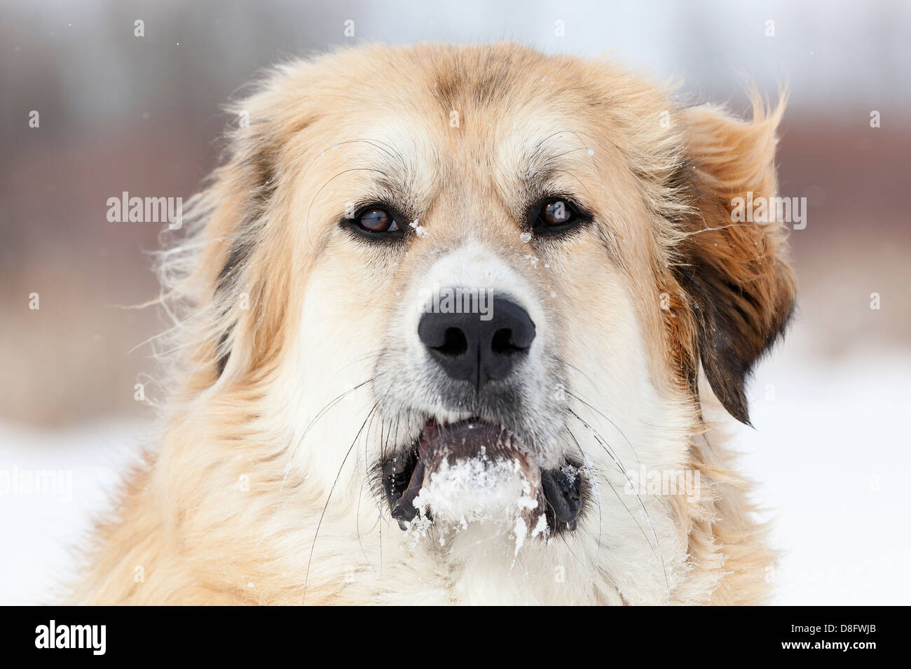 Hund mit frostigen Gesicht, Winnipeg, Manitoba, Kanada Stockfoto
