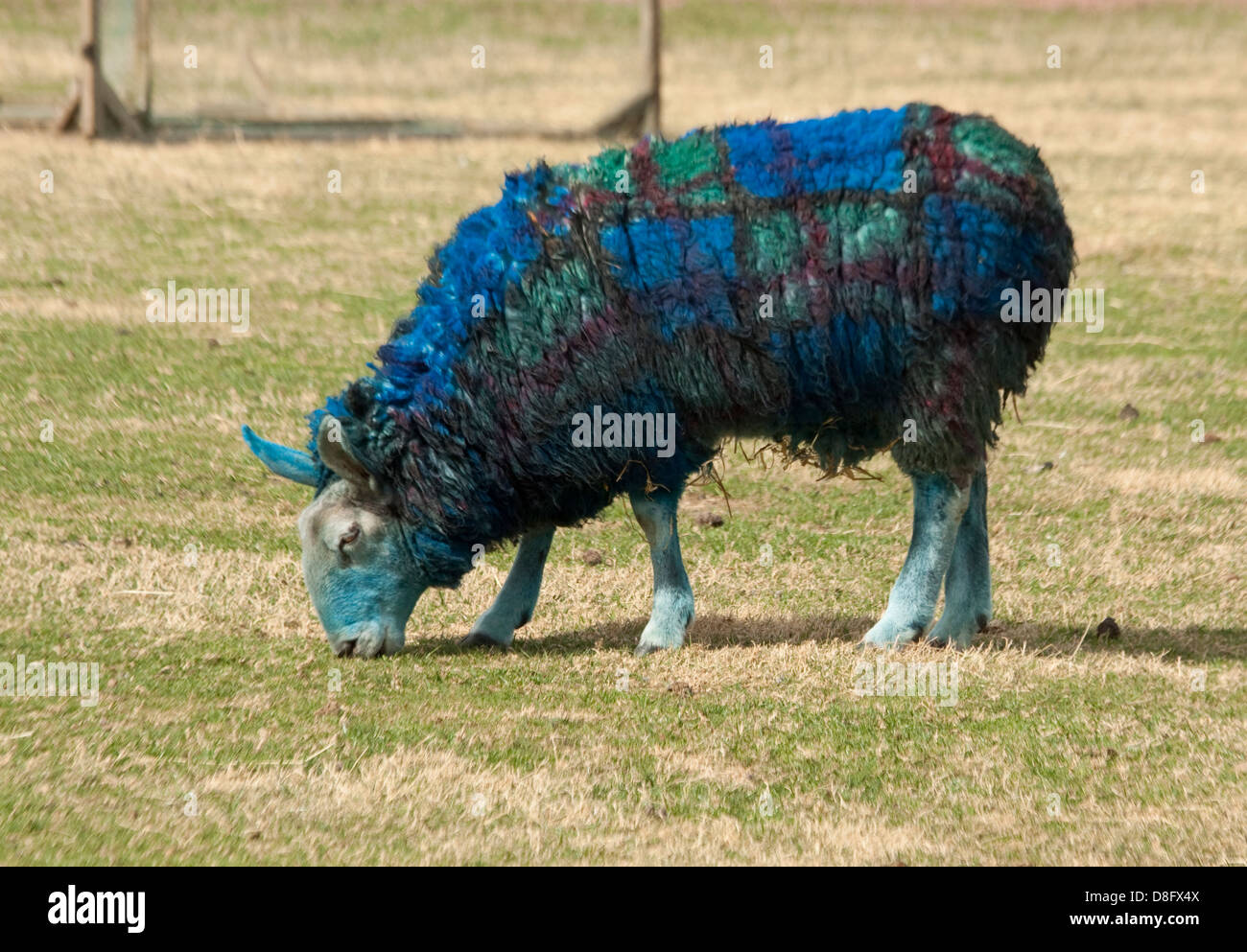 Gefärbte Tartan Schafe Stockfoto