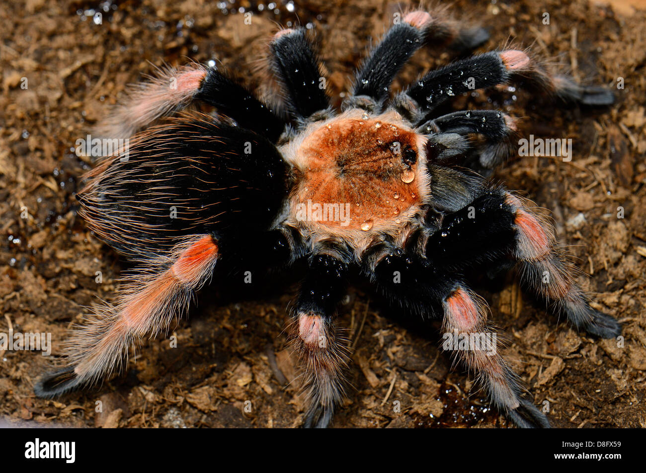 schöne subadulte weibliche mexikanischen Fireleg Vogelspinne (Brachypelma Boehmei) Essen Stockfoto