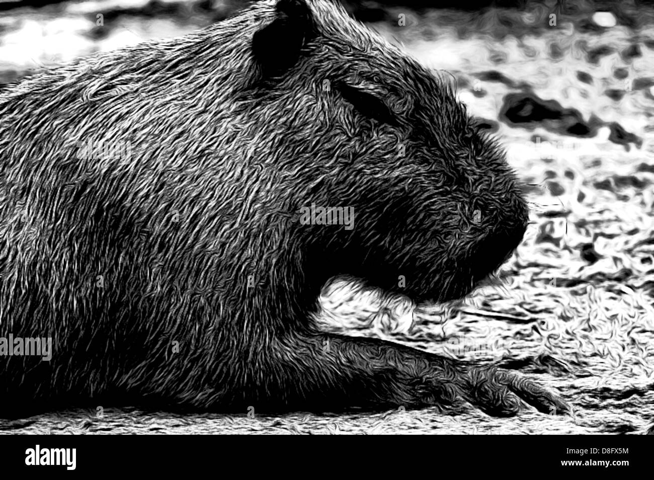 Capybara, Hydrochoerus Hydrochaeris, Illustrationen; Tiere; Bild; Bilder, Grafiken;  Illustrationen Capybara, CG Stockfoto