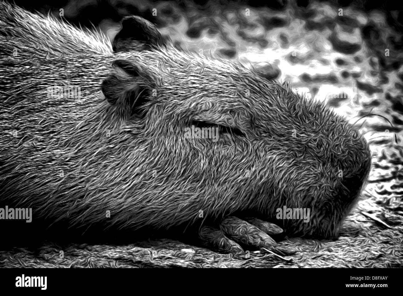 Capybara, Hydrochoerus Hydrochaeris, Illustrationen; Tiere; Bild; Bilder, Grafiken; 1;  vertikal; Illustrationen Capybara, CG Stockfoto