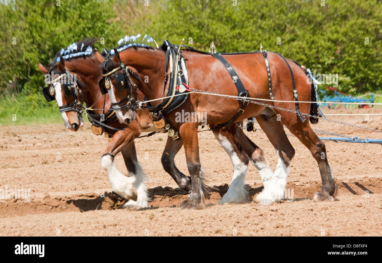 Paar von Shire Horses am Pflügen Wettbewerb Stockfoto