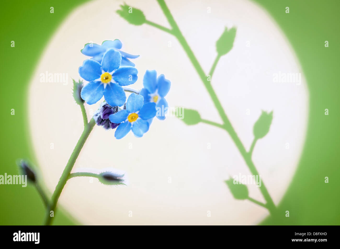 Vergiss mich nicht Stockfoto