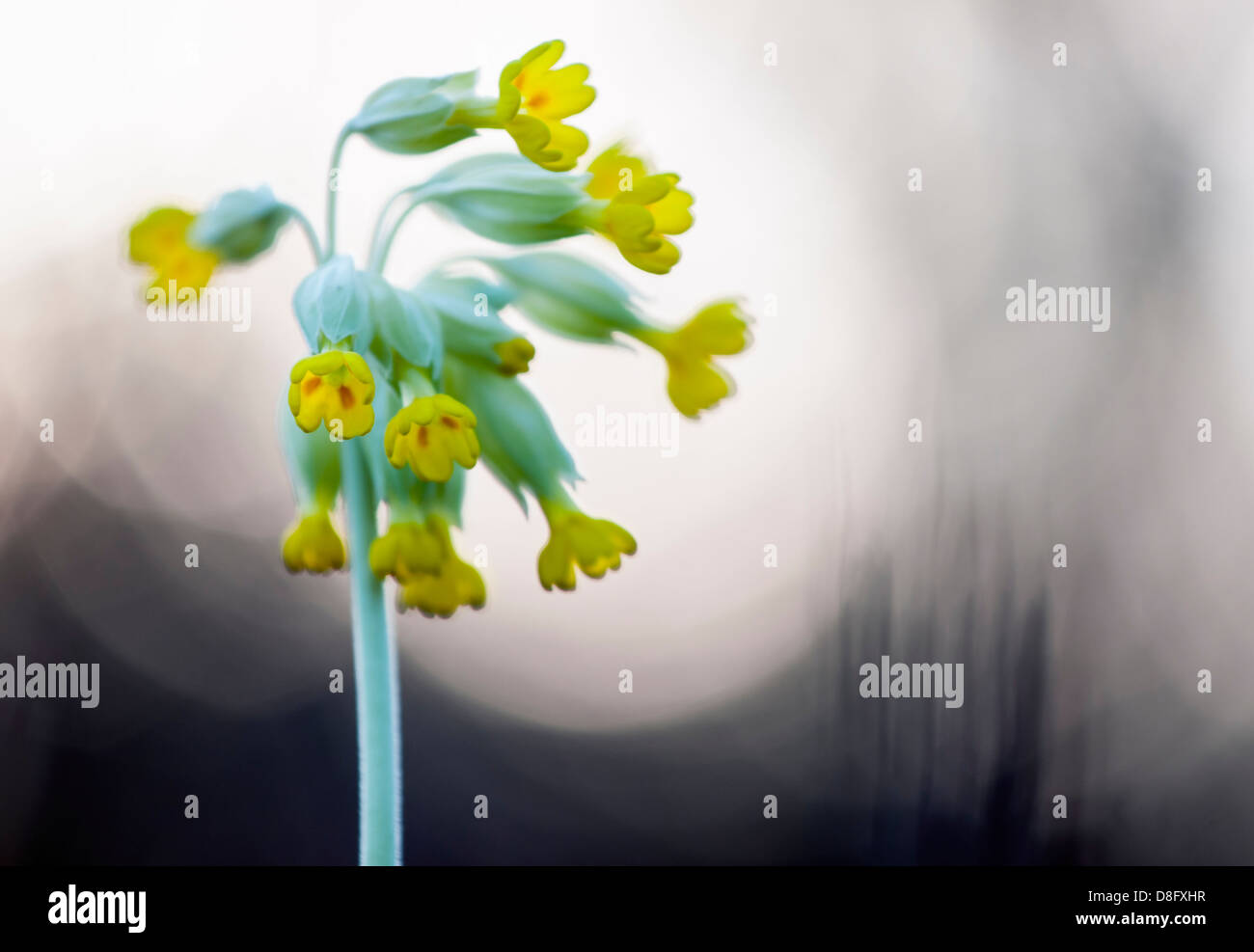 Schlüsselblume in der Abenddämmerung (Primula Veris) Stockfoto