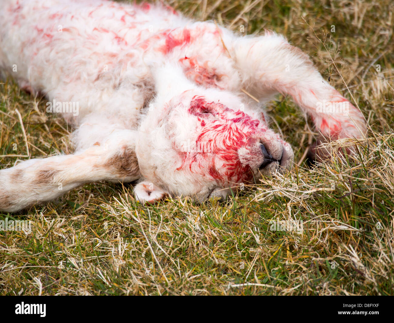 Ein Lamm getötet durch eine größere schwarze gesichert Möwe (Larus Marinus), die seine Augen aus Anglesey Küste, Wales, UK pickte. Stockfoto