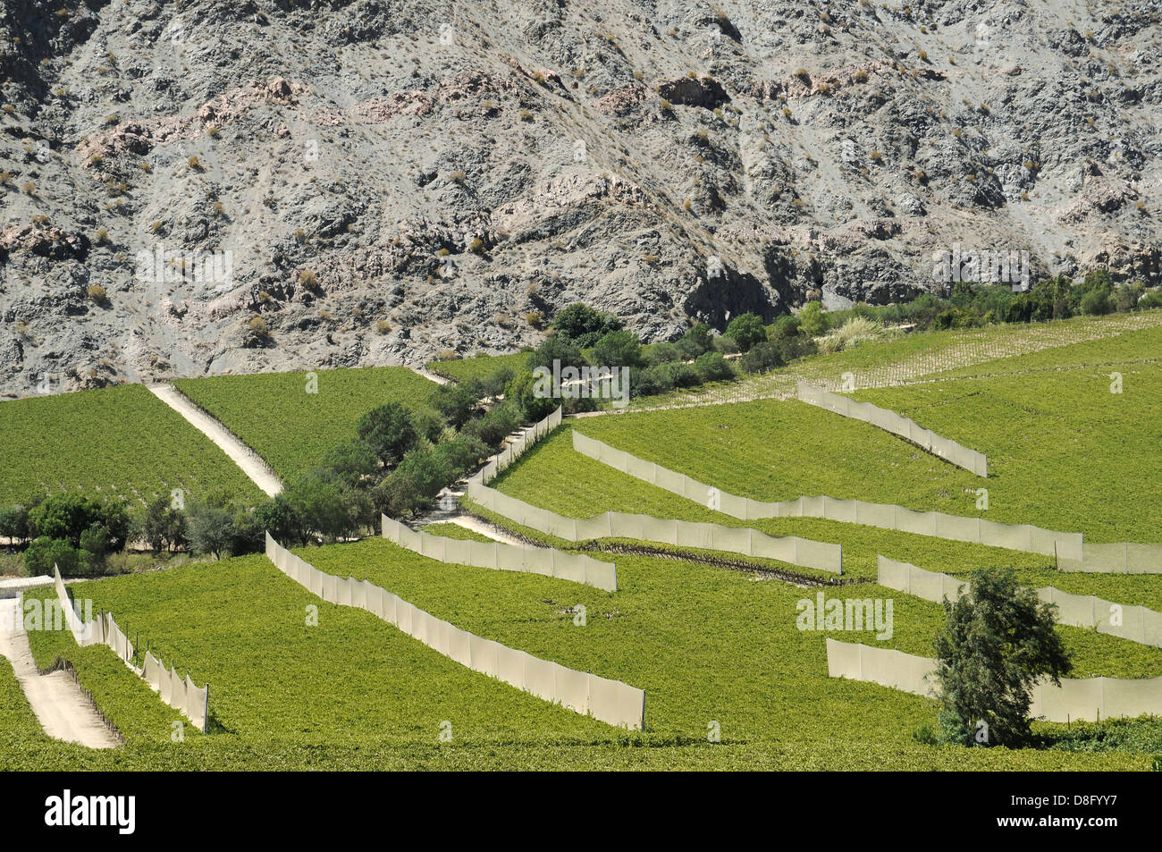 Weinberge Stockfoto