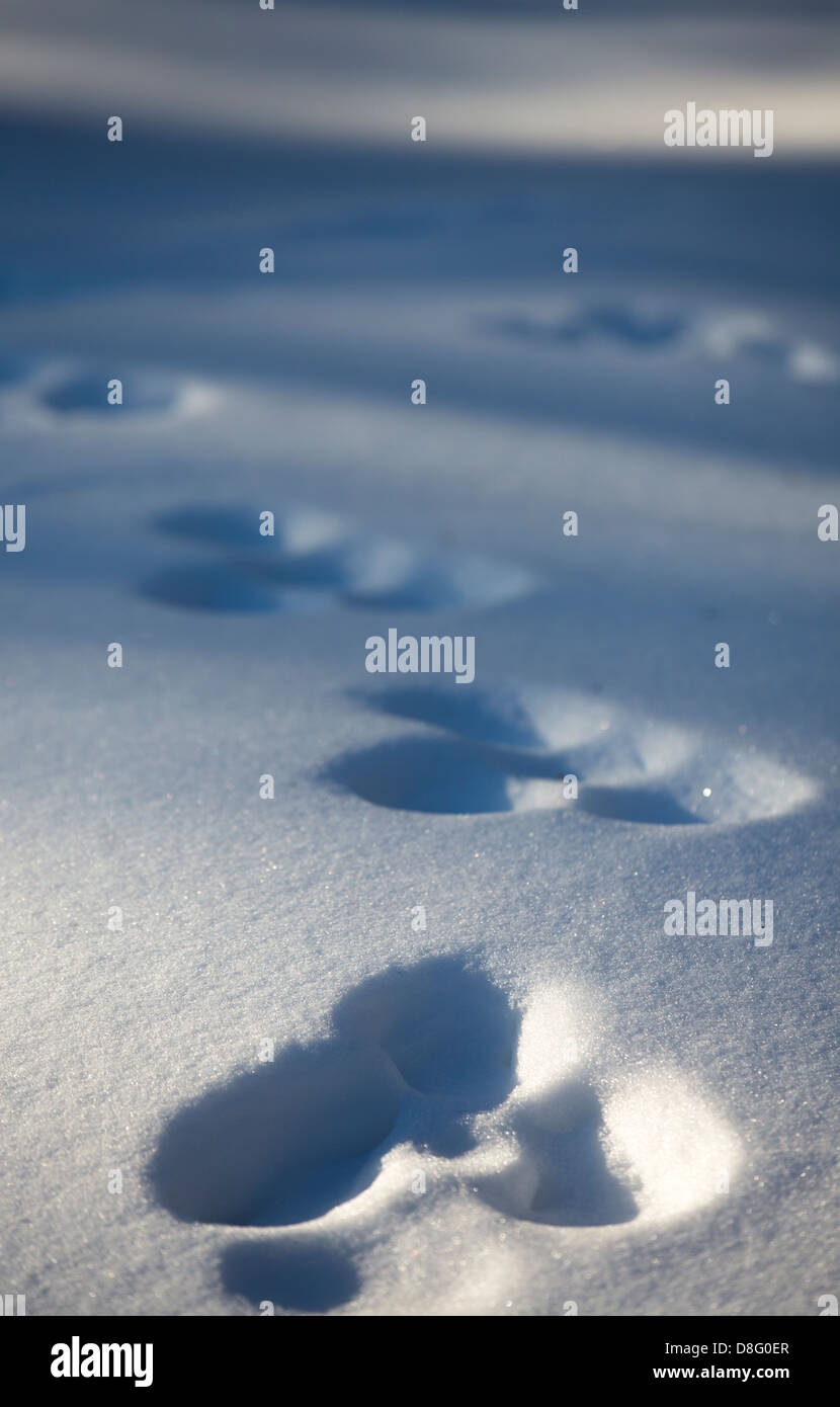 Schneehase (Lepus Timidus) Spuren im Schnee, Finnland Stockfoto
