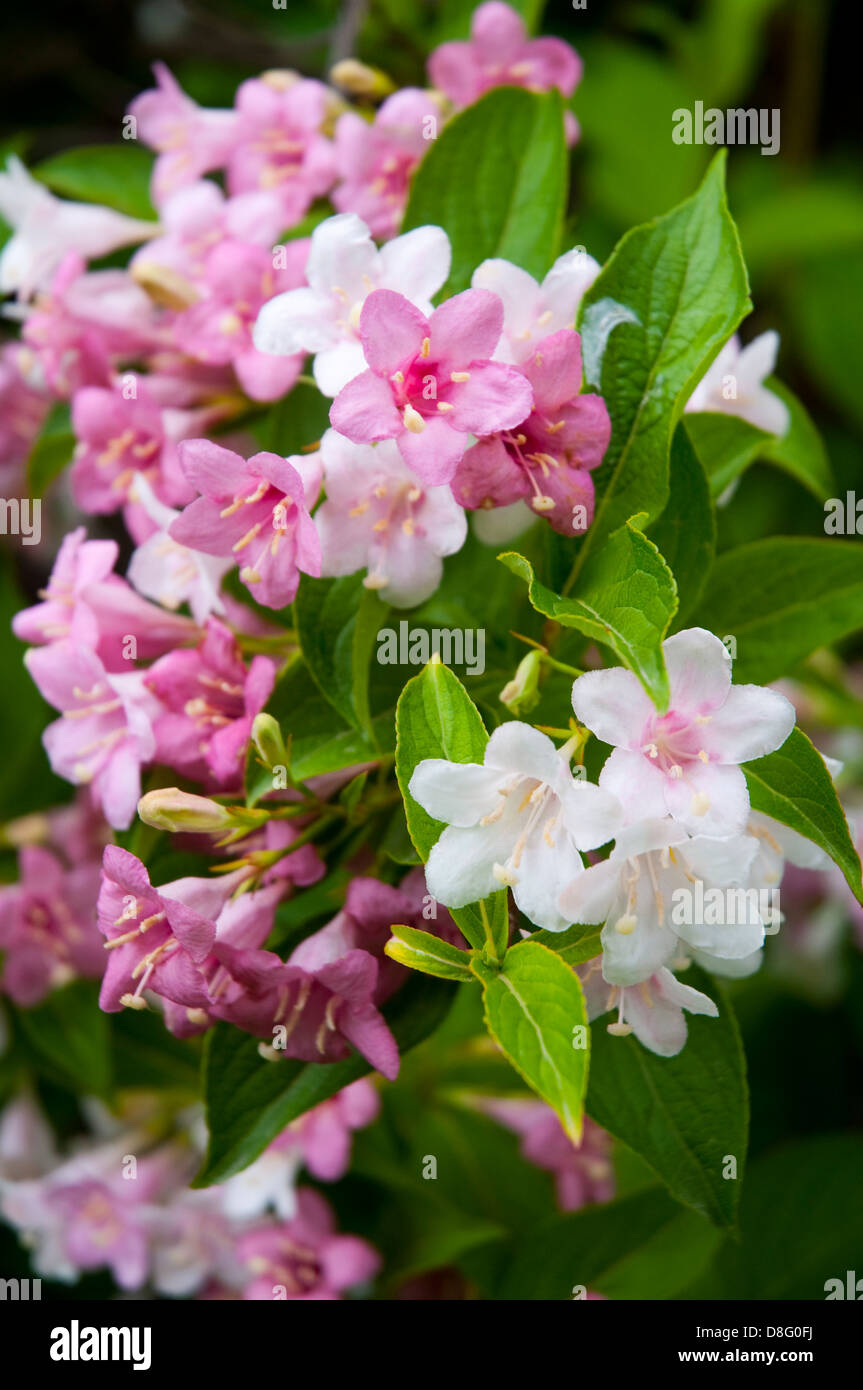 Süße Mock Orange Blüten. Schließen Sie die Ansicht. Stockfoto