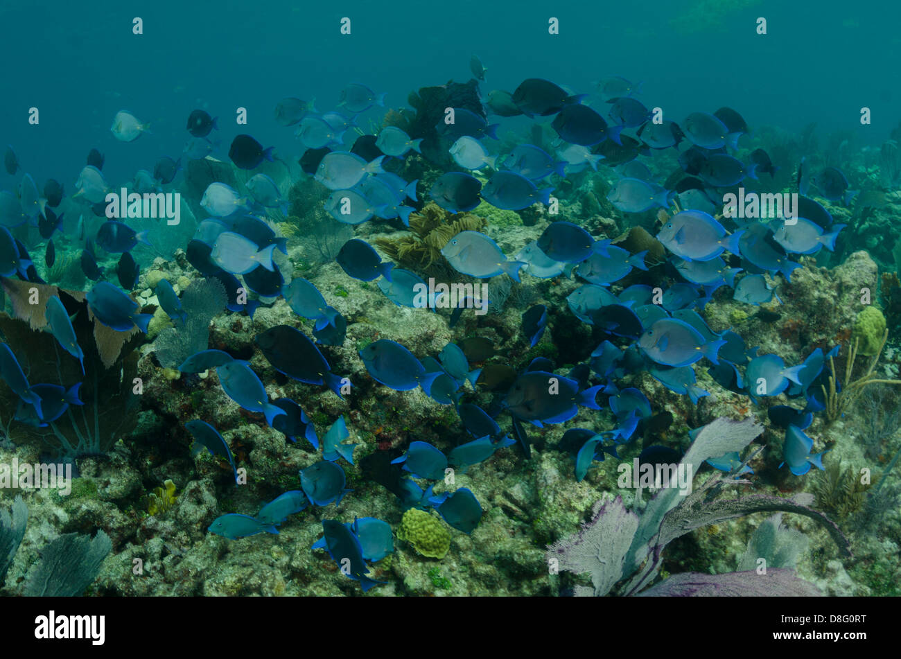 Eine Schule des blauen Tang über ein flaches Riff Stockfoto