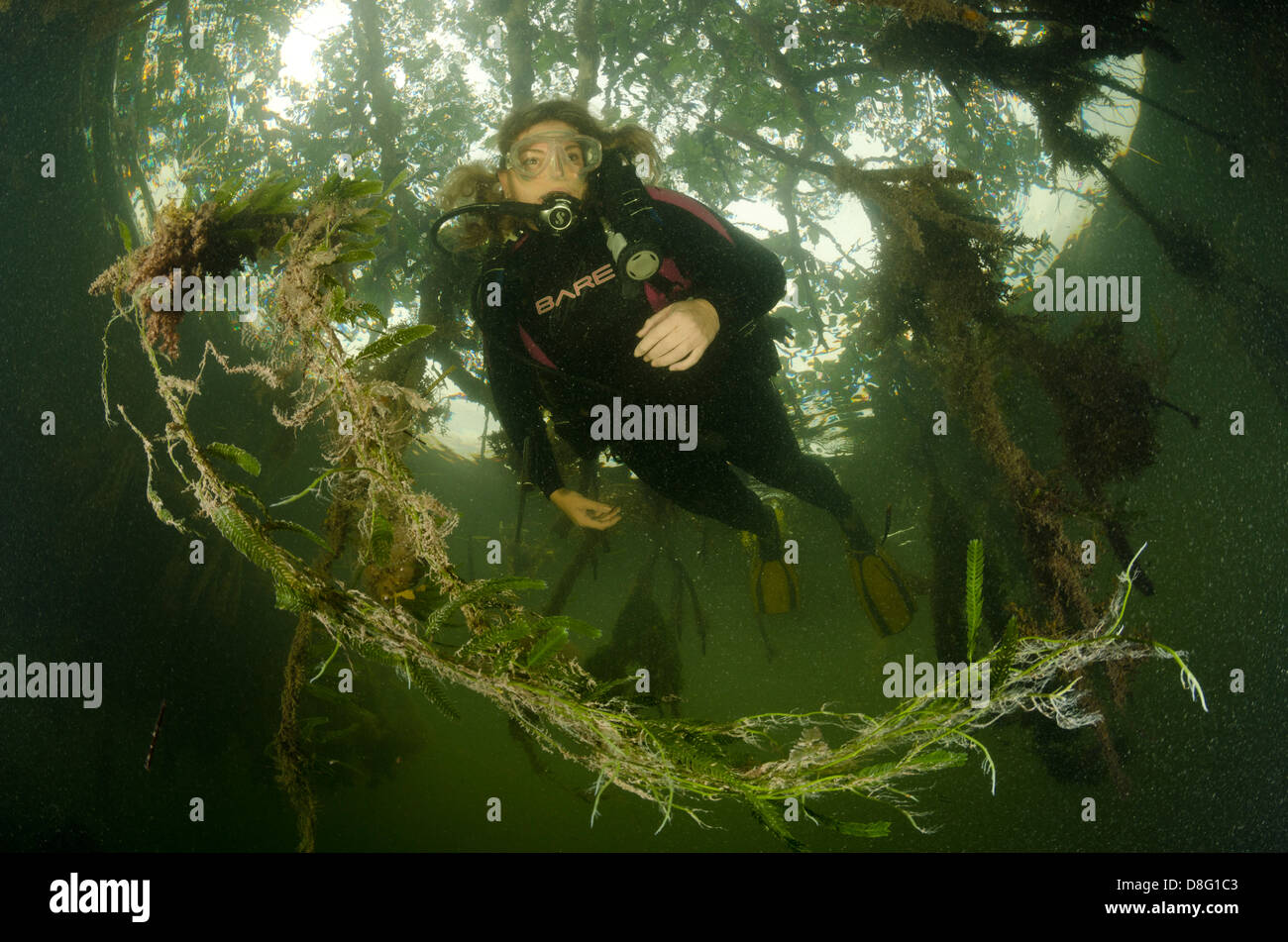 Eine weibliche Taucher untersucht die Mangroven in der Nähe von Key Largo, Florida Stockfoto