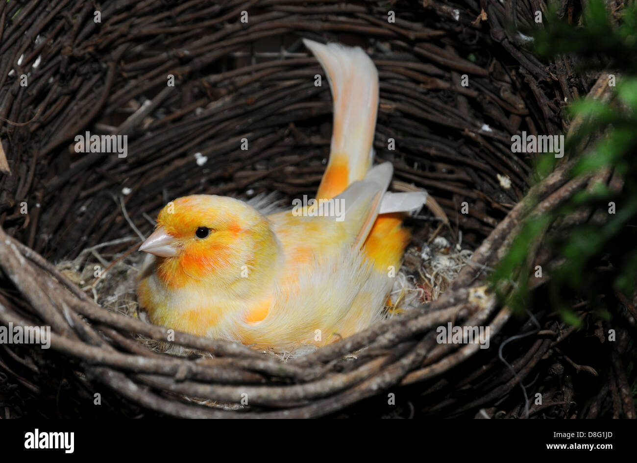Kanarienvogel in das nest Stockfoto
