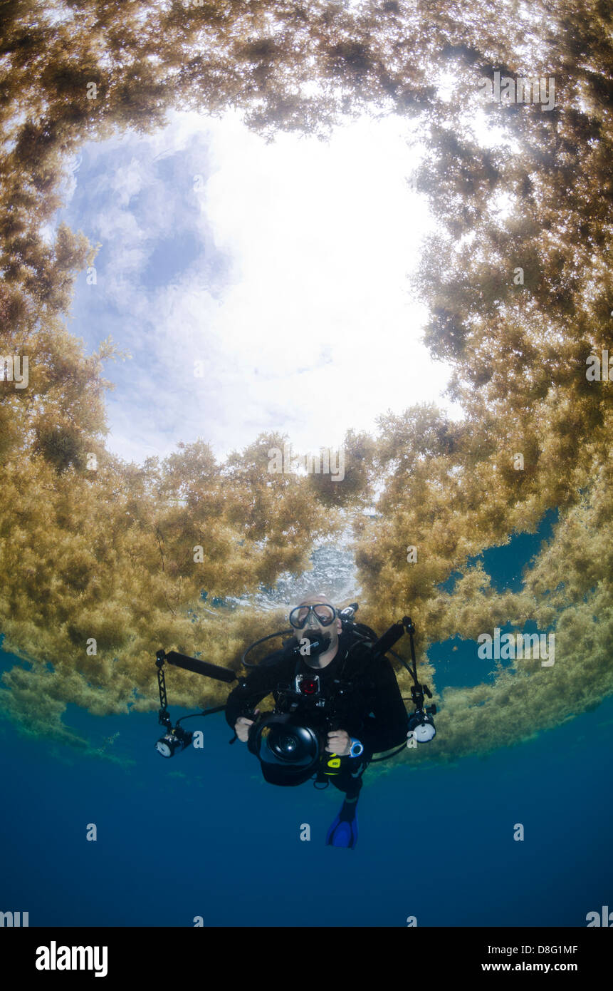 Eine Taucher schwimmt unter Sargassum in der Nähe von Key Largo, Florida Stockfoto